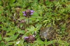 Prunella vulgaris